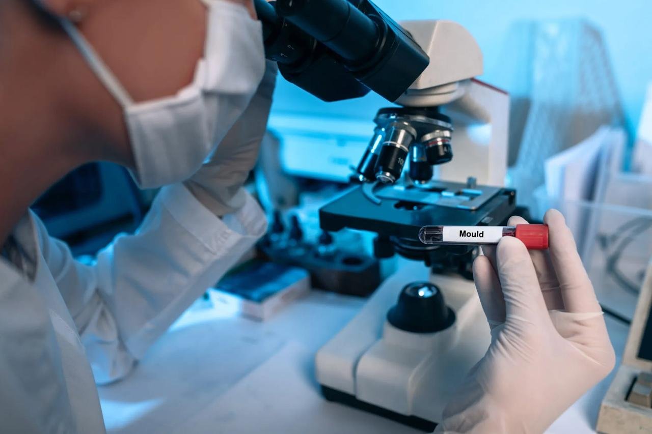 Mould Lab Swab Testing